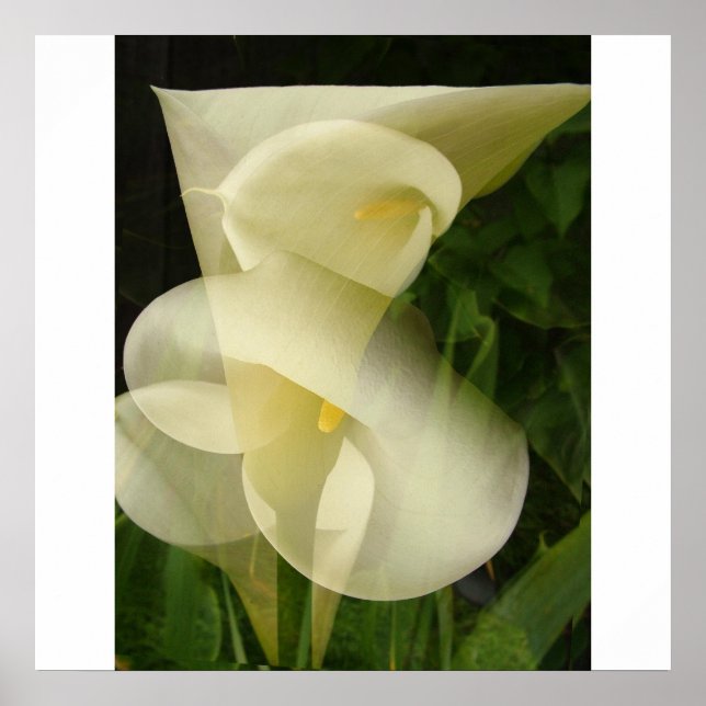 Pôster Calla de exposição dupla Lily (Frente)