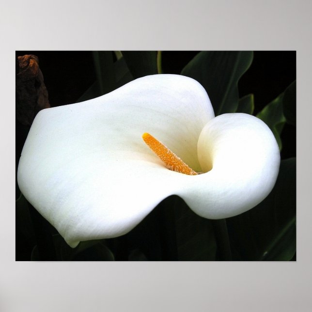 Poster Calla Lilly (Frente)