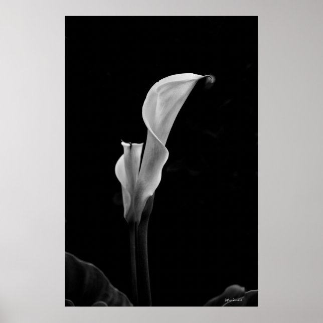 Pôster Calla Lily (Frente)