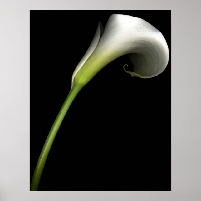 Poster Calla Lily (Frente)