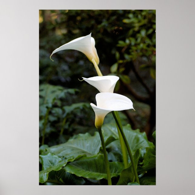 Poster Calla Lily (Frente)