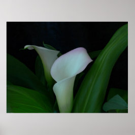 Pôster calla lily