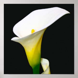 PÔSTER CALLA LILY