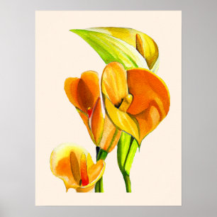 Poster Calla lily blosom aquoso floral