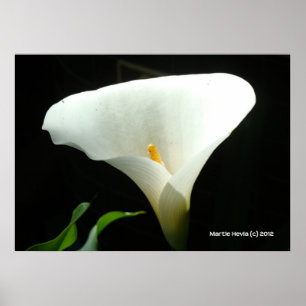 Pôster Calla Lily em Preto