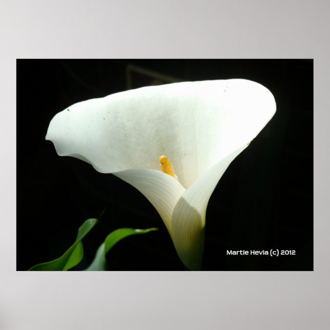 Pôster Calla Lily em Preto (Frente)