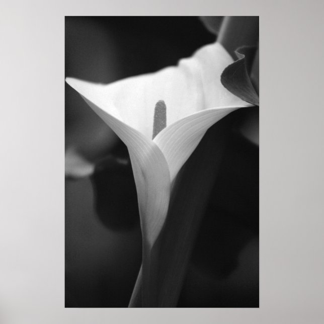 Poster Calla Lily em preto e branco (Frente)