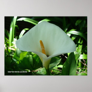 Pôster Calla Lily em Verde