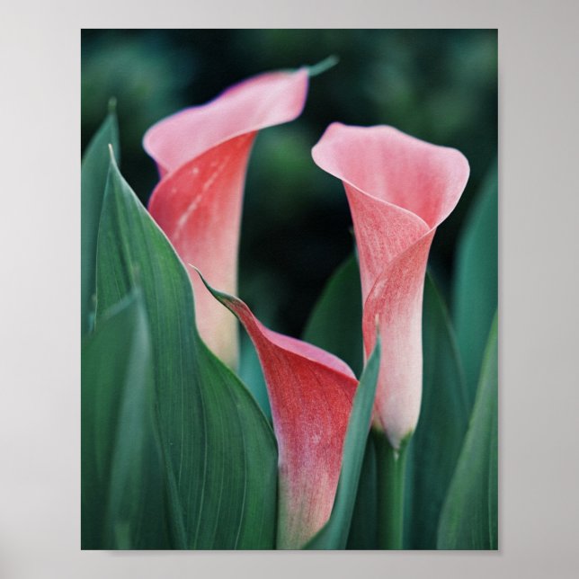 Poster Calla Lily Pink Flowers (Frente)