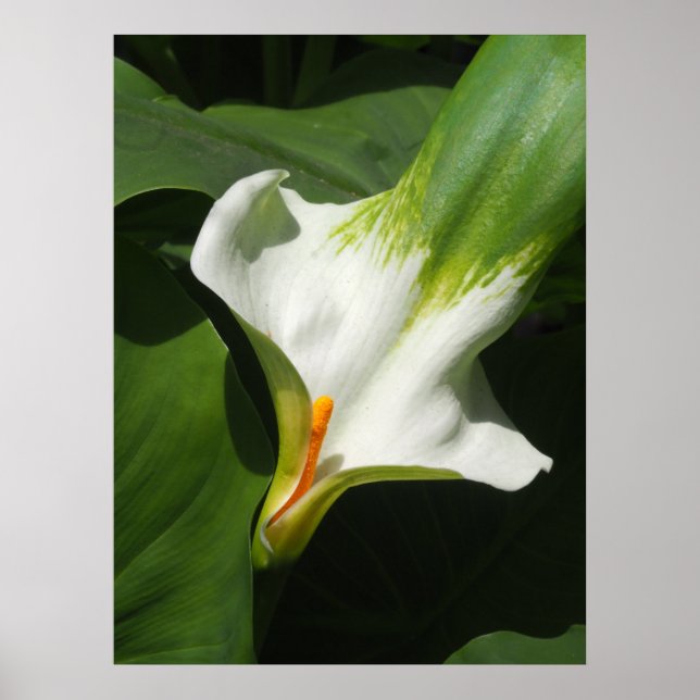 Poster Calla Lily, Zantedeschia (Frente)