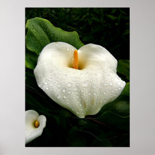 Pôster Calla Lilys