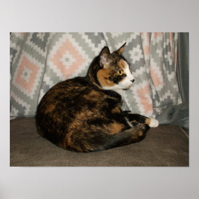 Poster Callie Cat no Sofá (Frente)