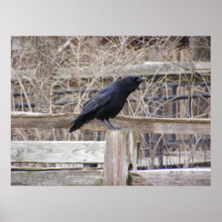 Pôster Calling Crow 1