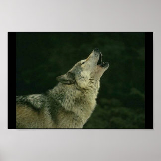 Pôster Calling the pack