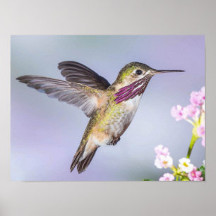 Poster Calliope Hummingbird voando em roxo e rosa