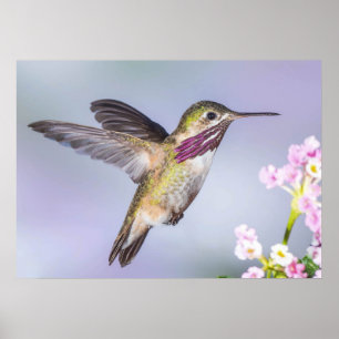 Poster Calliope Hummingbird voando em roxo e rosa