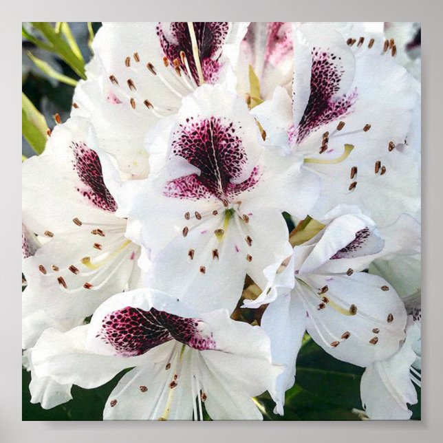 Poster Calsap Rhododendrons (Frente)
