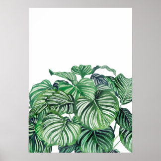 Poster Calthea Orbifolia