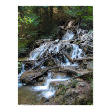 Cama de Água Selvagem