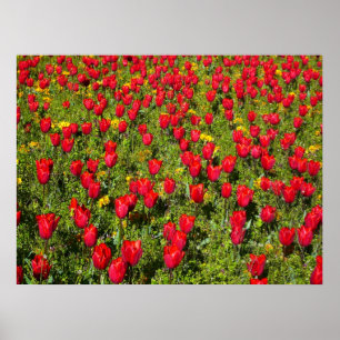 Pôster Cama de Tulipas