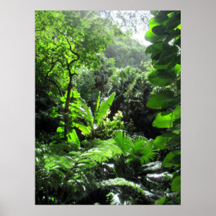 Poster Cama do córrego de Mānoa