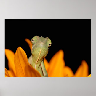 Pôster camaleão