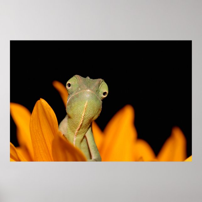 Pôster camaleão (Frente)