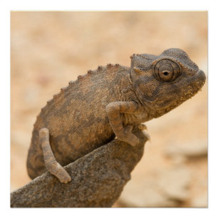 Pôster Camaleão na Namíbia
