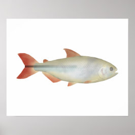 Poster Camapuã