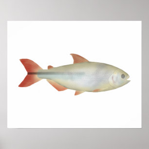 Poster Camapuã