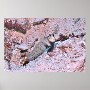 Poster Camarão-Boca-Laranja - Goby II