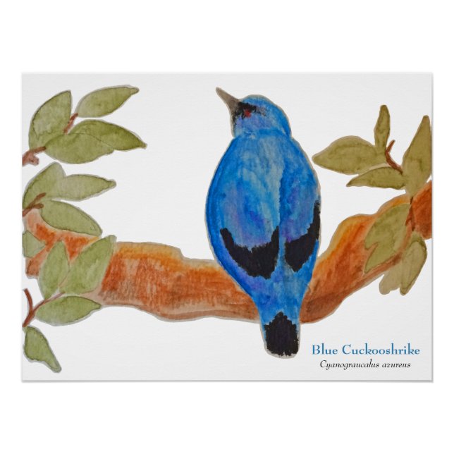 Pôster Camarão-Caco Azul no Pássaro de Aquarela (Frente)