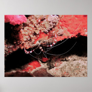 Poster Camarão de Coral Banhado