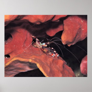 Poster Camarão de Coral Banhado com Ovos