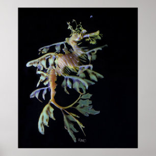 Pôster Camarão frondoso de Seadragon & de Mysid