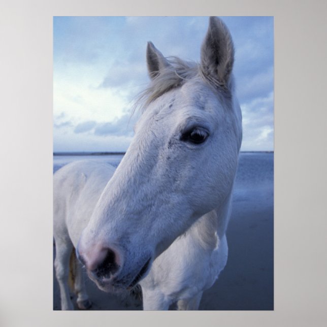 Poster Camargue Horse (Frente)