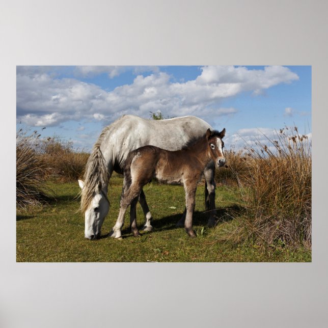 Poster Camargue Horse Foal com Mãe (Frente)