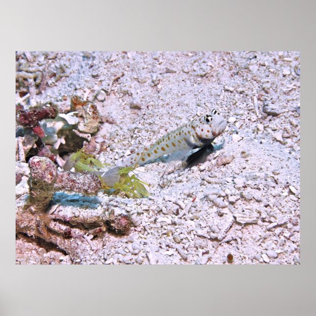 Poster Camarões e Shrimp Goby (Frente)