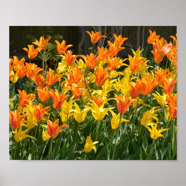 Poster Camas de tulipas amarelas e laranja (Frente)