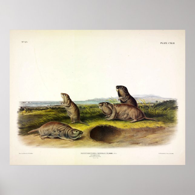 Poster Camas Rat (Norte Pocket Gopher) por Audubon (Frente)