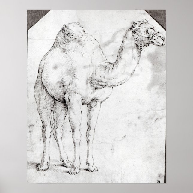 Pôster Camel (Frente)