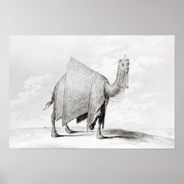 Poster Camel (Frente)