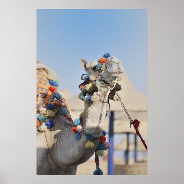 Poster Camel (Frente)