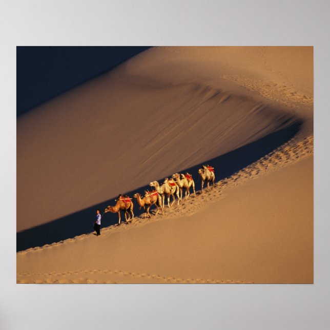 Poster Camel caravan on the desert, Dunhuang, Gansu (Frente)