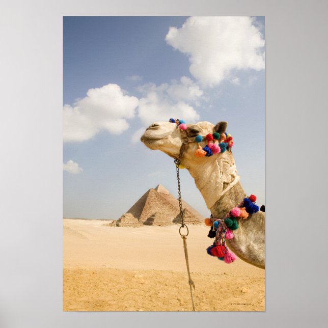 Poster Camel com Pirâmides Giza, Egito (Frente)