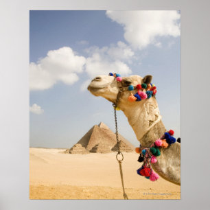 Pôster Camel com Pirâmides Giza, Egito