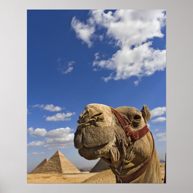 Poster Camel em frente às pirâmides de Giza, Egito, (Frente)