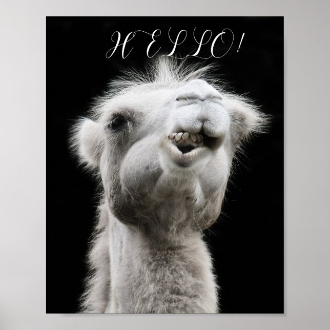 POSTER CAMEL HELLO (Frente)