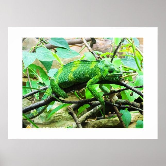 Poster Cameleon (Frente)
