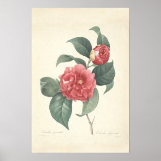 Poster Camelia Canvas Print